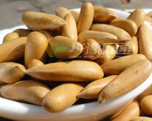 巴基斯坦松子脱壳成套设备 巴基斯坦松子脱壳成套设备